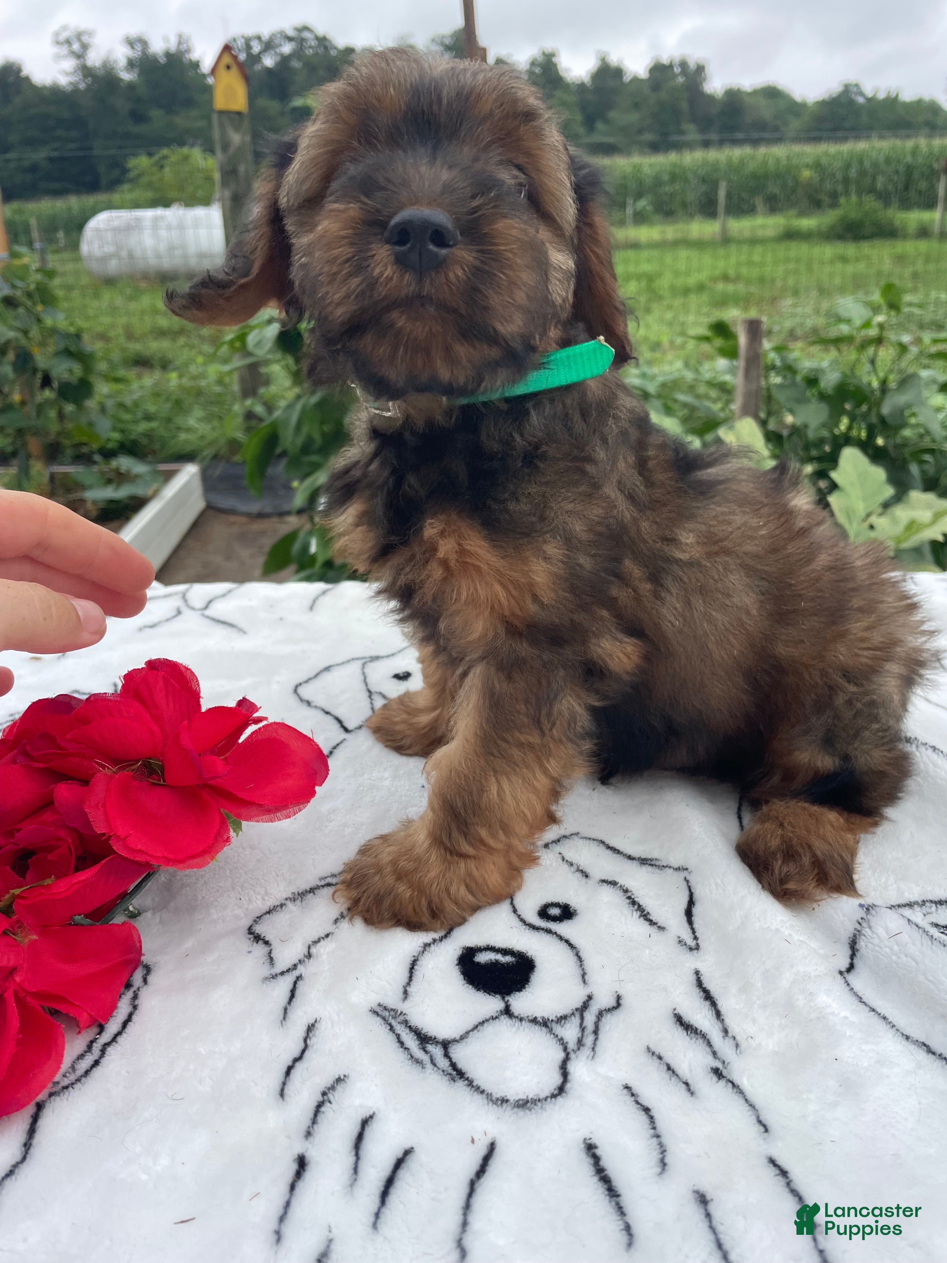 Yorkiepoo dogs Lucky - Ad 35