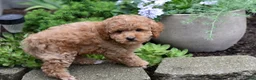 Miniature Poodle dogs for sale: Biscuit - Ad 7