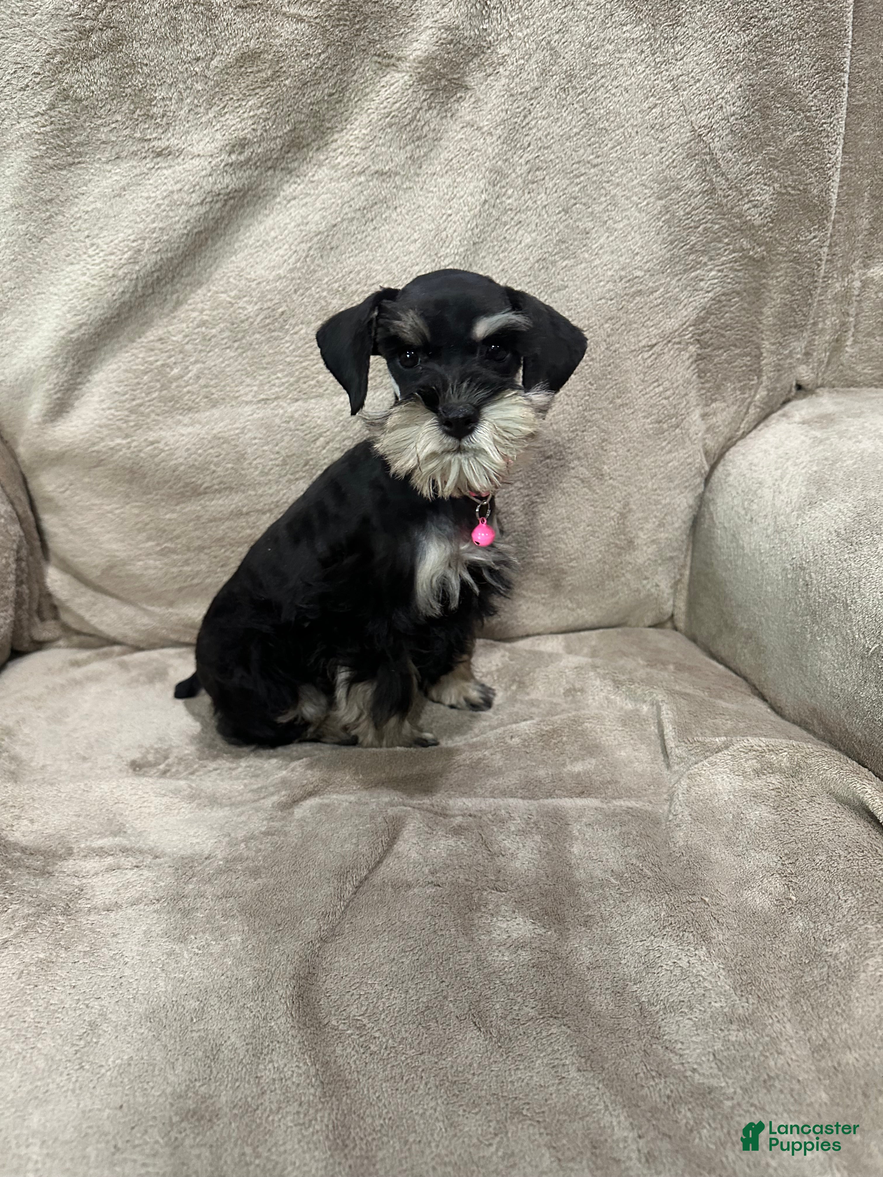 Miniature Schnauzer dogs Ellie - Ad 2
