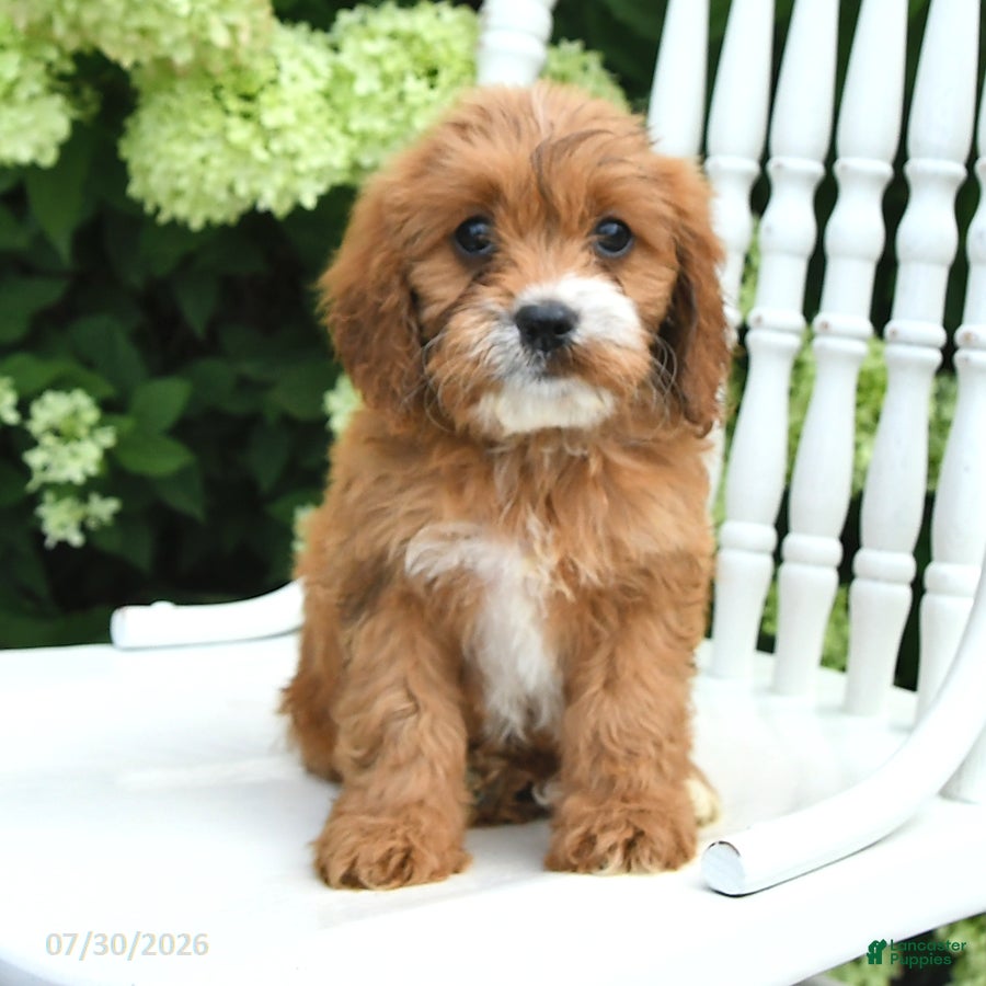 Cavapoo dogs Daisy - Ad 2