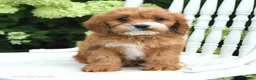 Cavapoo dogs for sale: Daisy - Ad 2