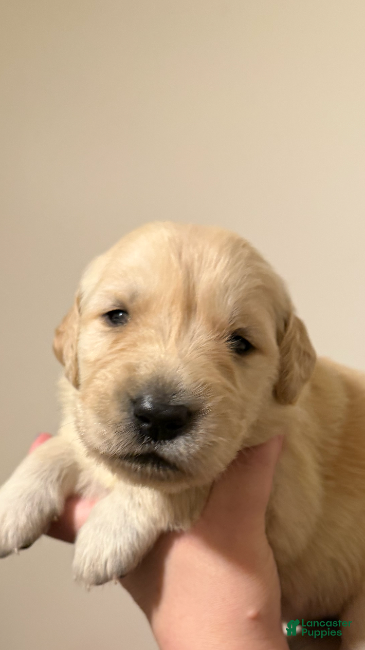 Golden Retriever dogs Golden Retriever 1 - Ad 32