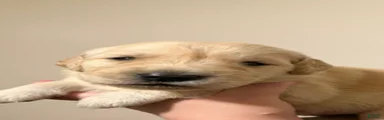 Golden Retriever 1