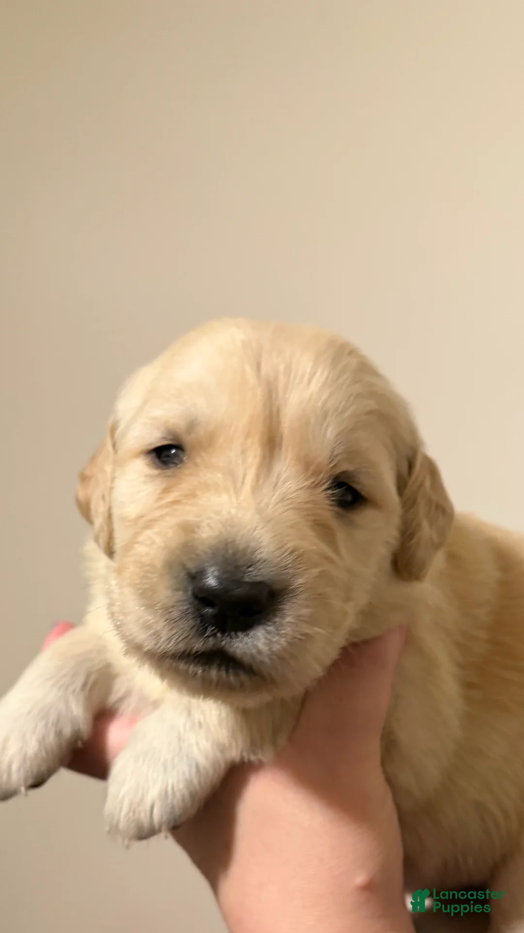 Golden Retriever dogs for sale: Golden Retriever 1 - Ad 1