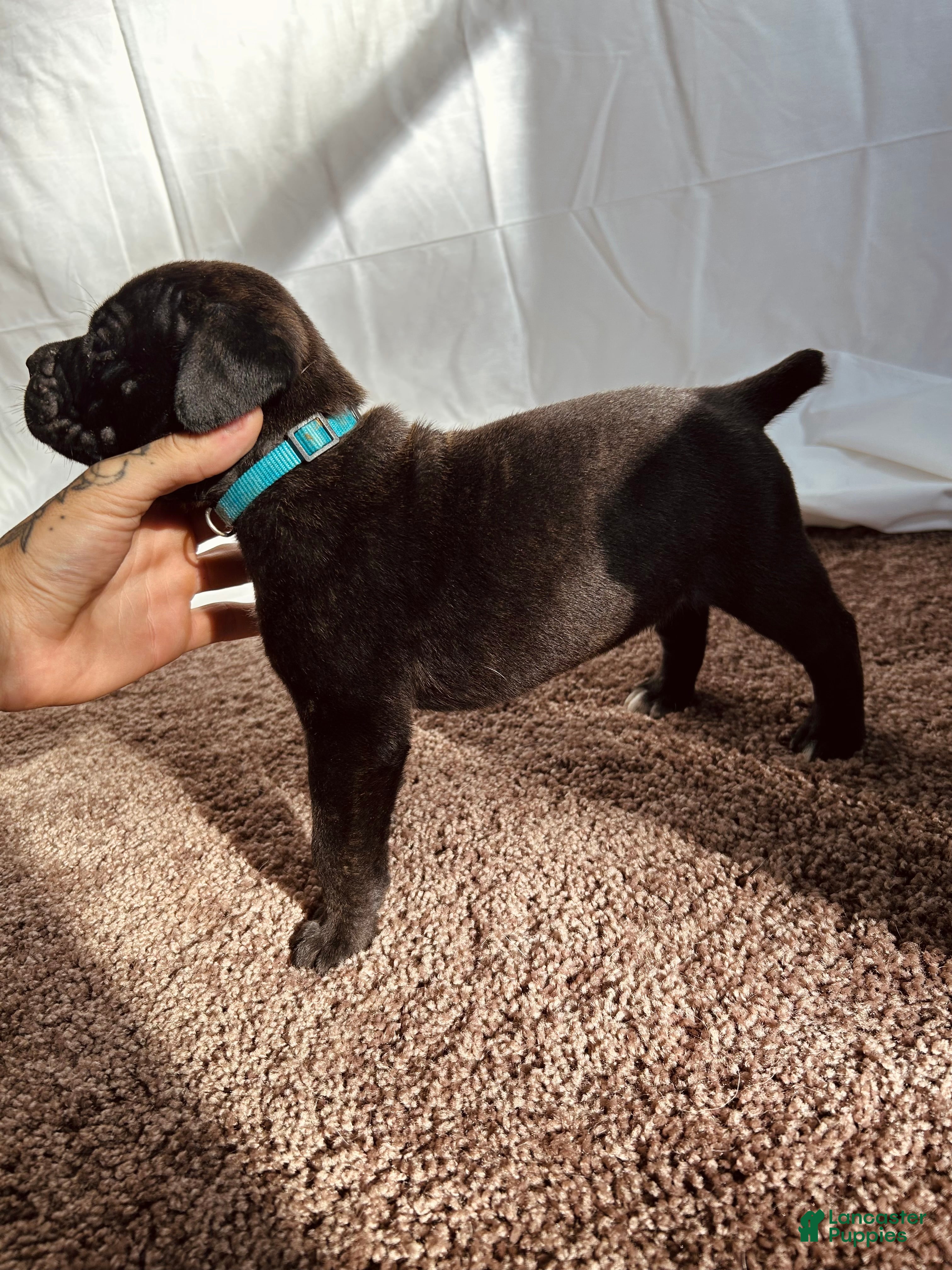 Cane Corso dogs Thanos - Ad 18