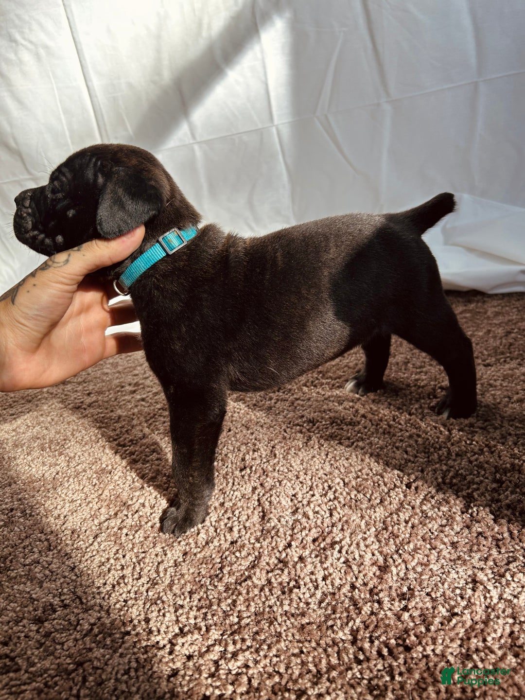 Cane Corso dogs for sale: Thanos - Ad 1