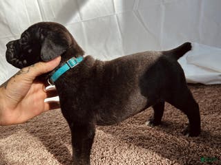 Cane Corso dogs Thanos - Ad 22
