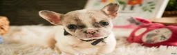 French Bulldog dogs for sale: Juliet - Ad 8