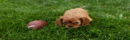 Cavalier King Charles Spaniel dogs for sale: Sierra 🤎🐶 - Ad 19