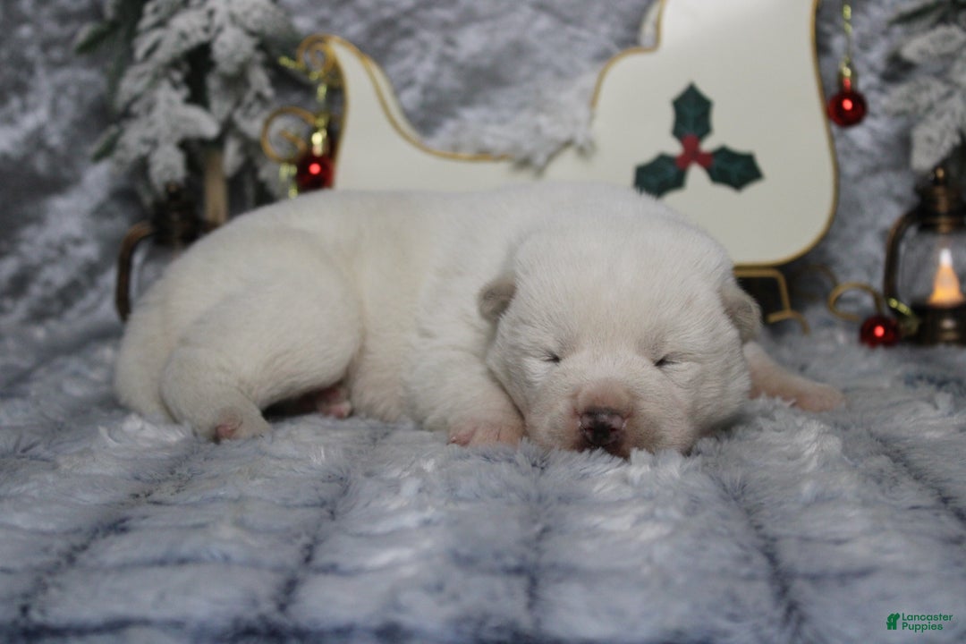 Akita dogs for sale: Jack  - Ad 8