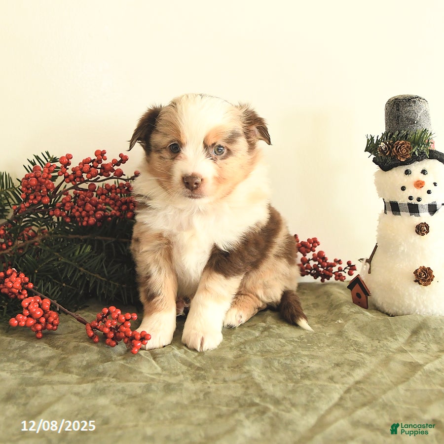 Miniature Australian Shepherd dogs Twinkle - Ad 16