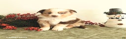 Miniature Australian Shepherd dogs for sale: Twinkle - Ad 1