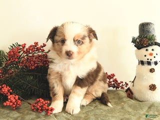 Miniature Australian Shepherd dogs Twinkle - Ad 6