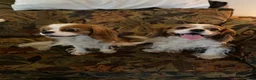 Cavalier King Charles Spaniel dogs for sale: Brittany  - Ad 7