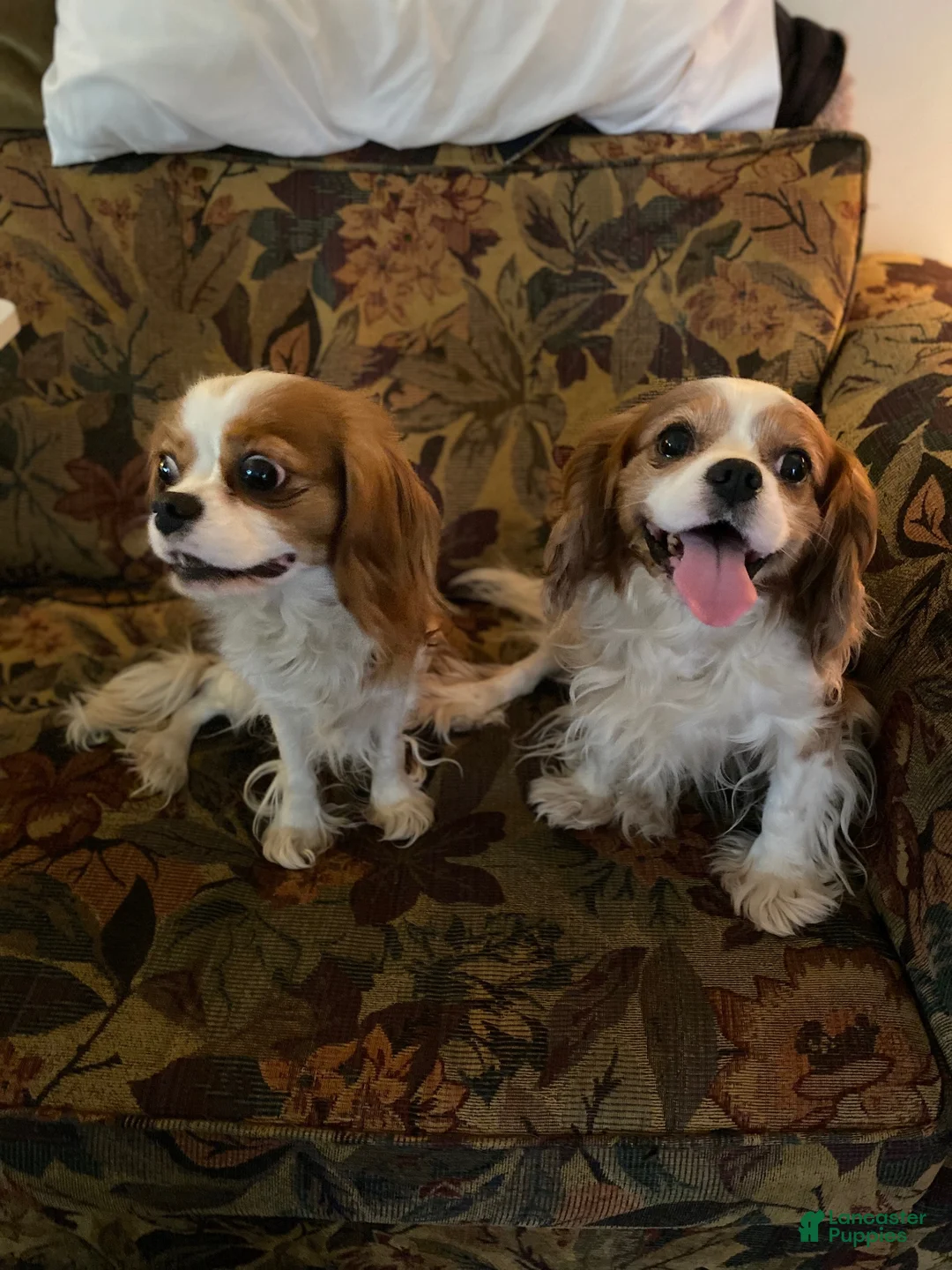 Cavalier King Charles Spaniel dogs for sale: Brittany  - Ad 7