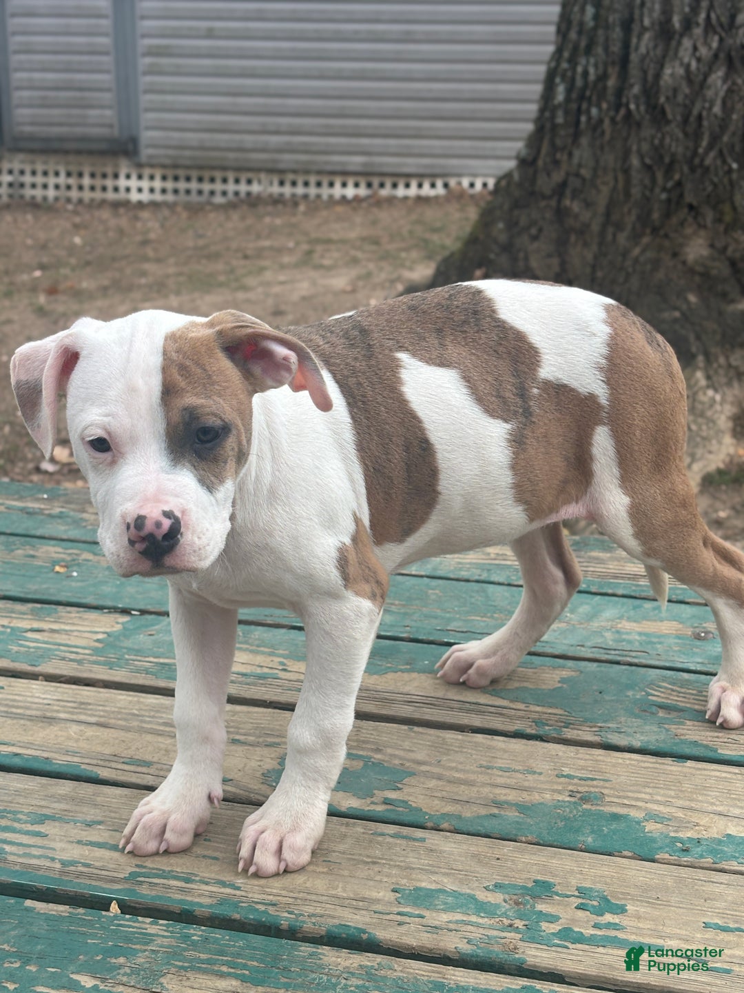 Mixed Breed dogs for sale: Rambo - Ad 3