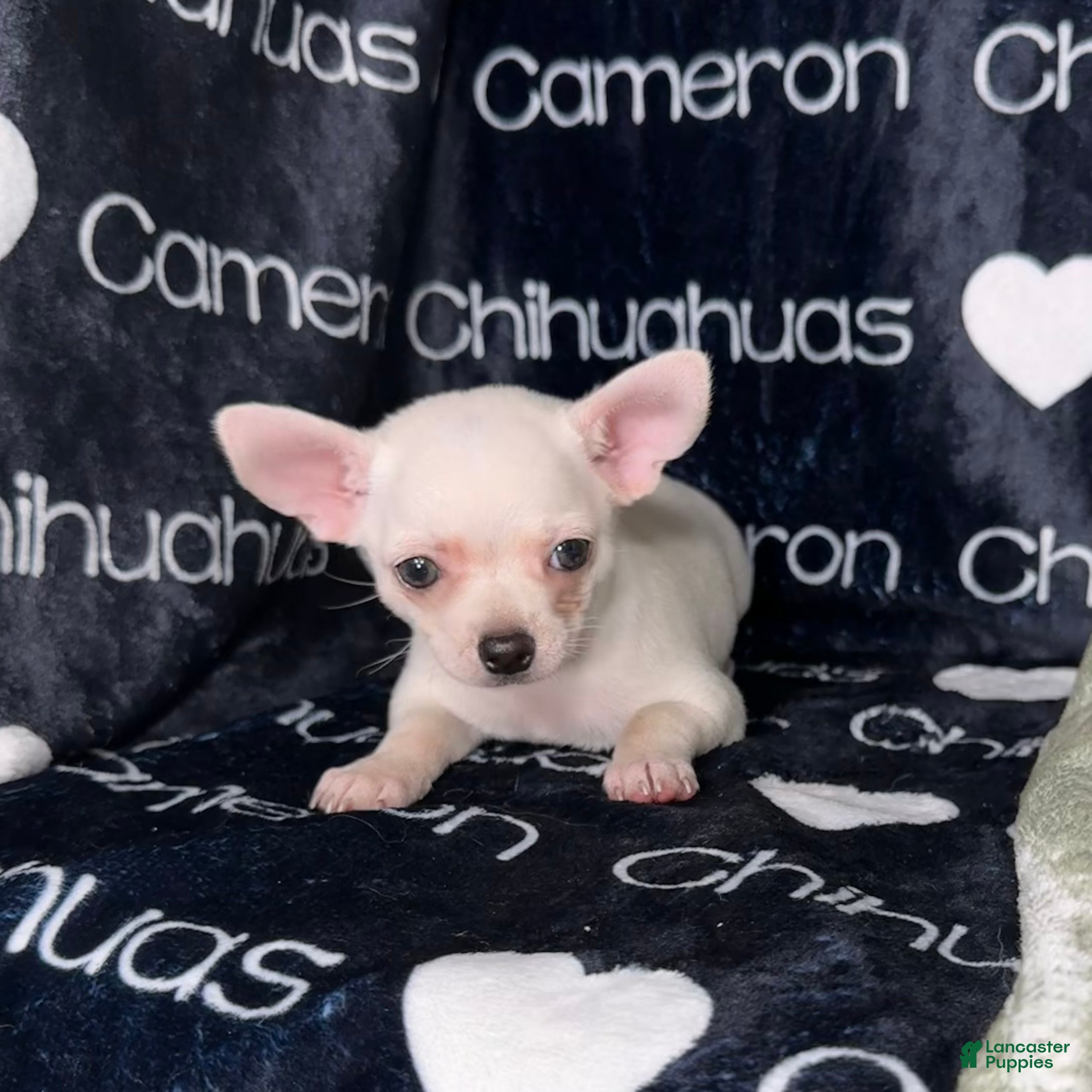 Chihuahua dogs Polar Smooth Coat White - Ad 2