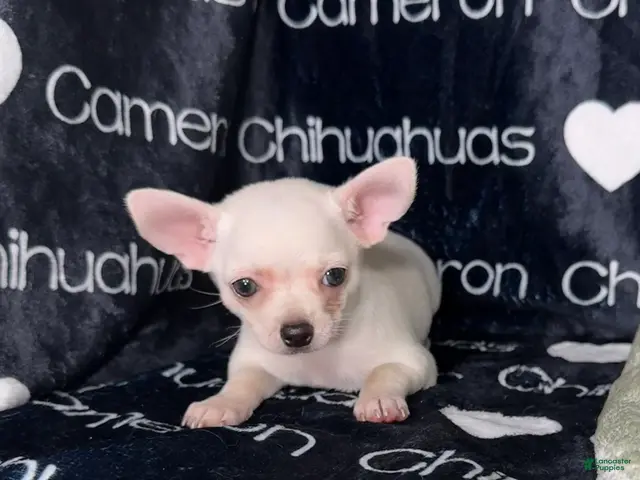 Chihuahua dogs Polar Smooth Coat White - Ad 2