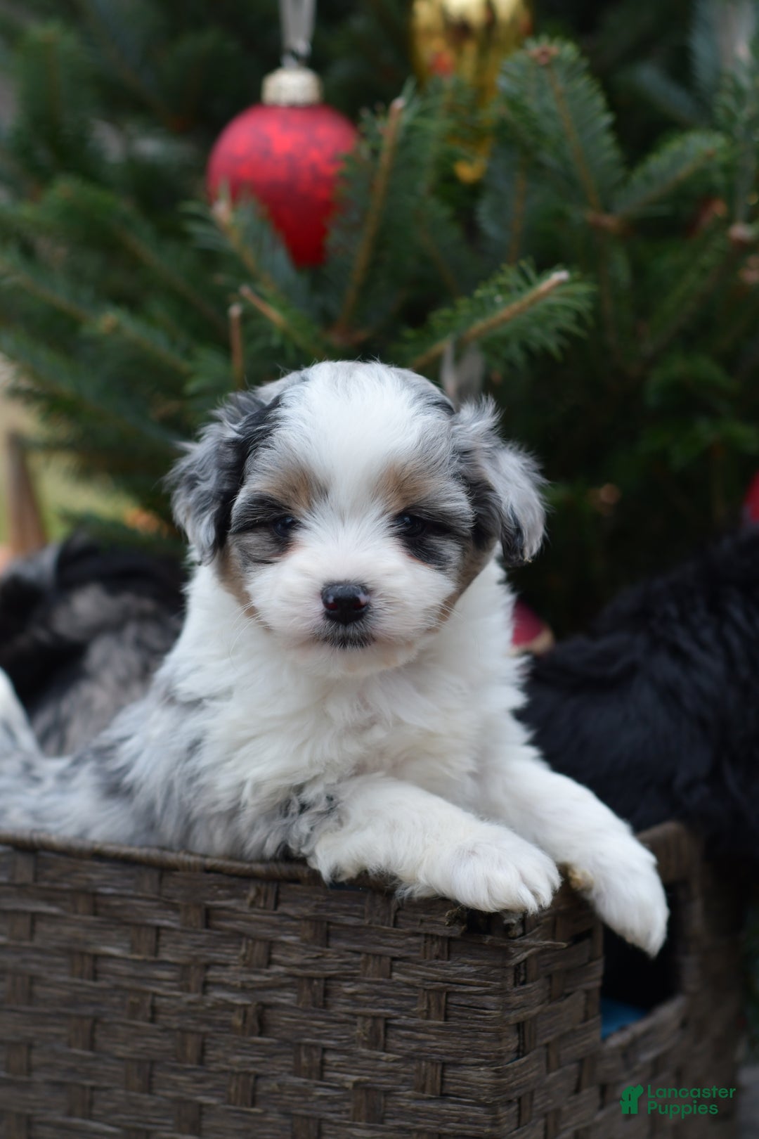 Mini Aussiedoodle dogs for sale: Cash - Ad 30