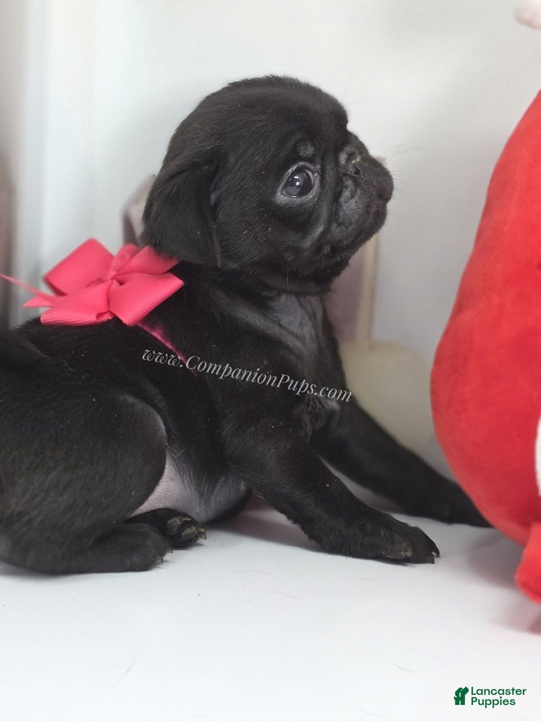 Pug dogs for sale: Mini - Petite Black Female Pug Puppy - Ad 6