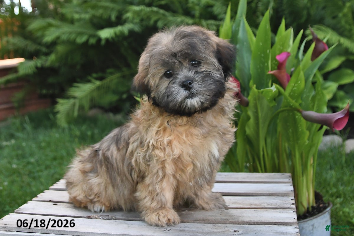 Teddy Bear dogs Jade - Ad 2