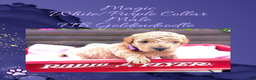 Goldendoodle dogs for sale: Magic “Purple Collar” Male - Ad 14