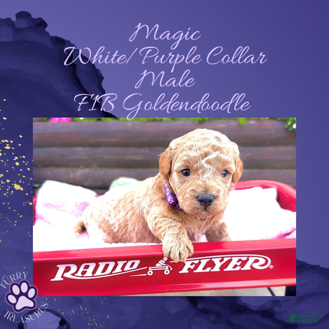 Goldendoodle dogs for sale: Magic “Purple Collar” Male - Ad 14