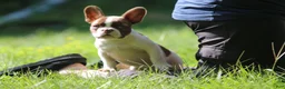 French Bulldog dogs for sale: French Bulldog 3 - Ad 2