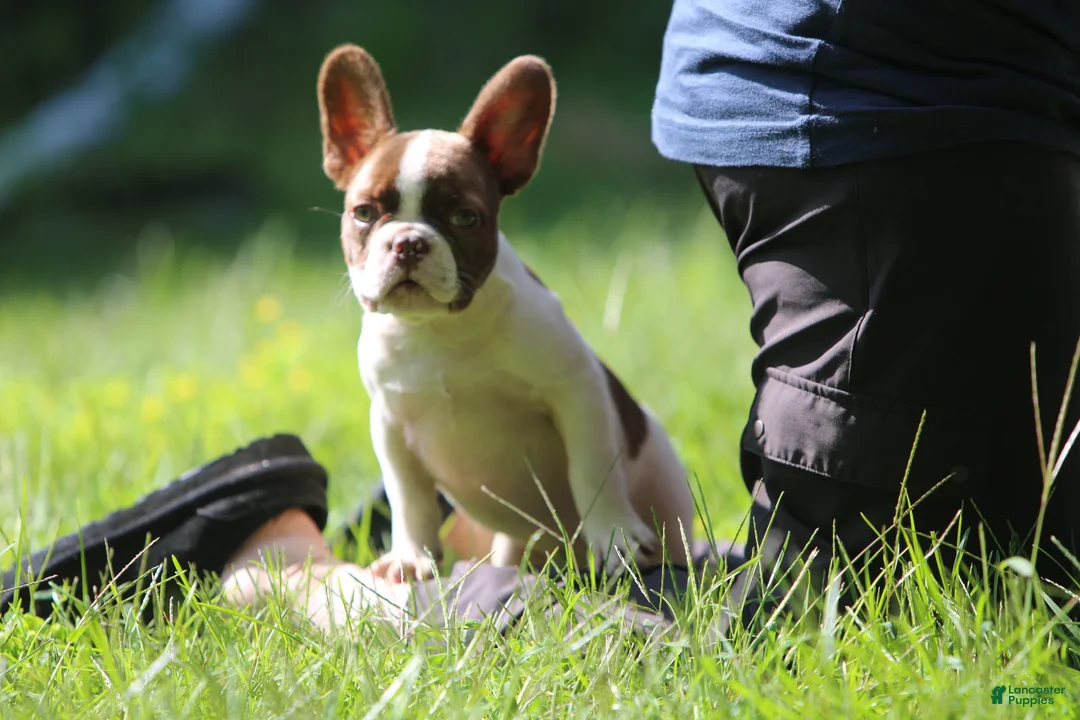 French Bulldog dogs for sale: French Bulldog 3 - Ad 2