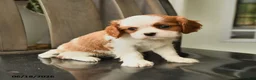 Cavalier King Charles Spaniel dogs for sale: Skyler - Ad 2
