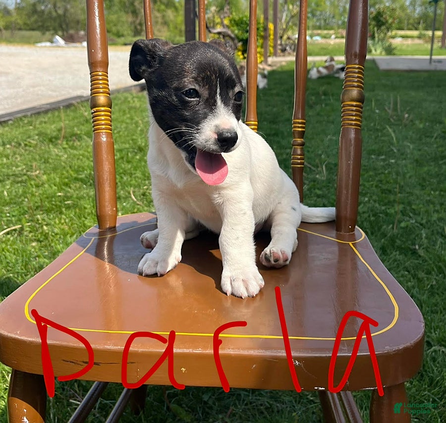 Jack Russell Terrier dogs Darla - Ad 1