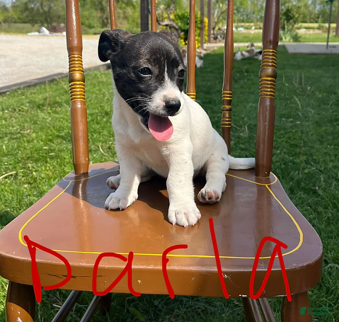 Jack Russell Terrier dogs for sale: Darla - Ad 1
