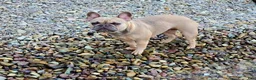 French Bulldog dogs for sale: Autumn  - Ad 7