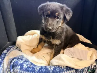 German Shepherd dogs German Shepherd Puppy Orange - Ad 1