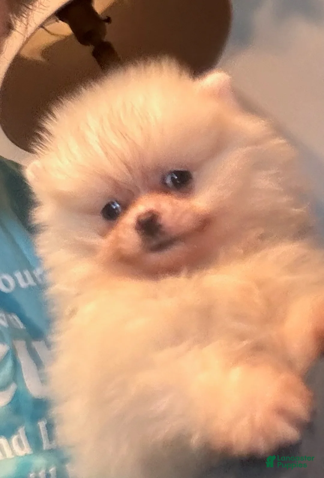 Pomeranian dogs for sale: Pearl - Ad 4