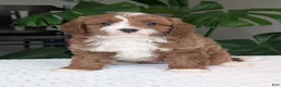 Cavapoo dogs for sale: Joey - Ad 19