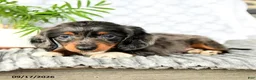 Miniature Dachshund dogs for sale: Hunter - Ad 3