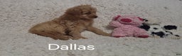 Cockapoo dogs for sale: Dallas - Ad 6