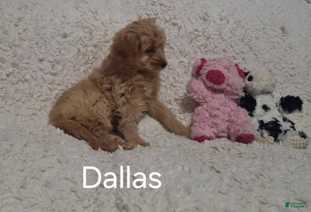 Cockapoo dogs for sale: Dallas - Ad 6