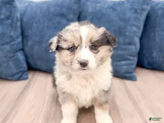 Australian Shepherd dogs for sale: Monty - Ad 3