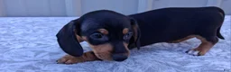 Miniature Dachshund dogs for sale: Elaine - Ad 5