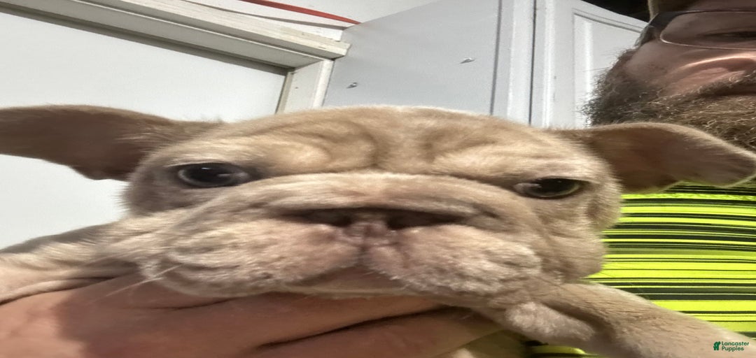 Gallery Image {{count}}