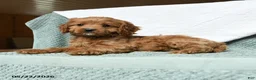 Cavapoo dogs for sale: Bubbles - Ad 3