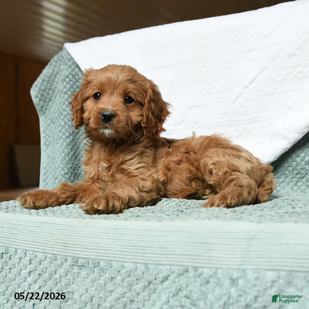 Cavapoo dogs for sale: Bubbles - Ad 3