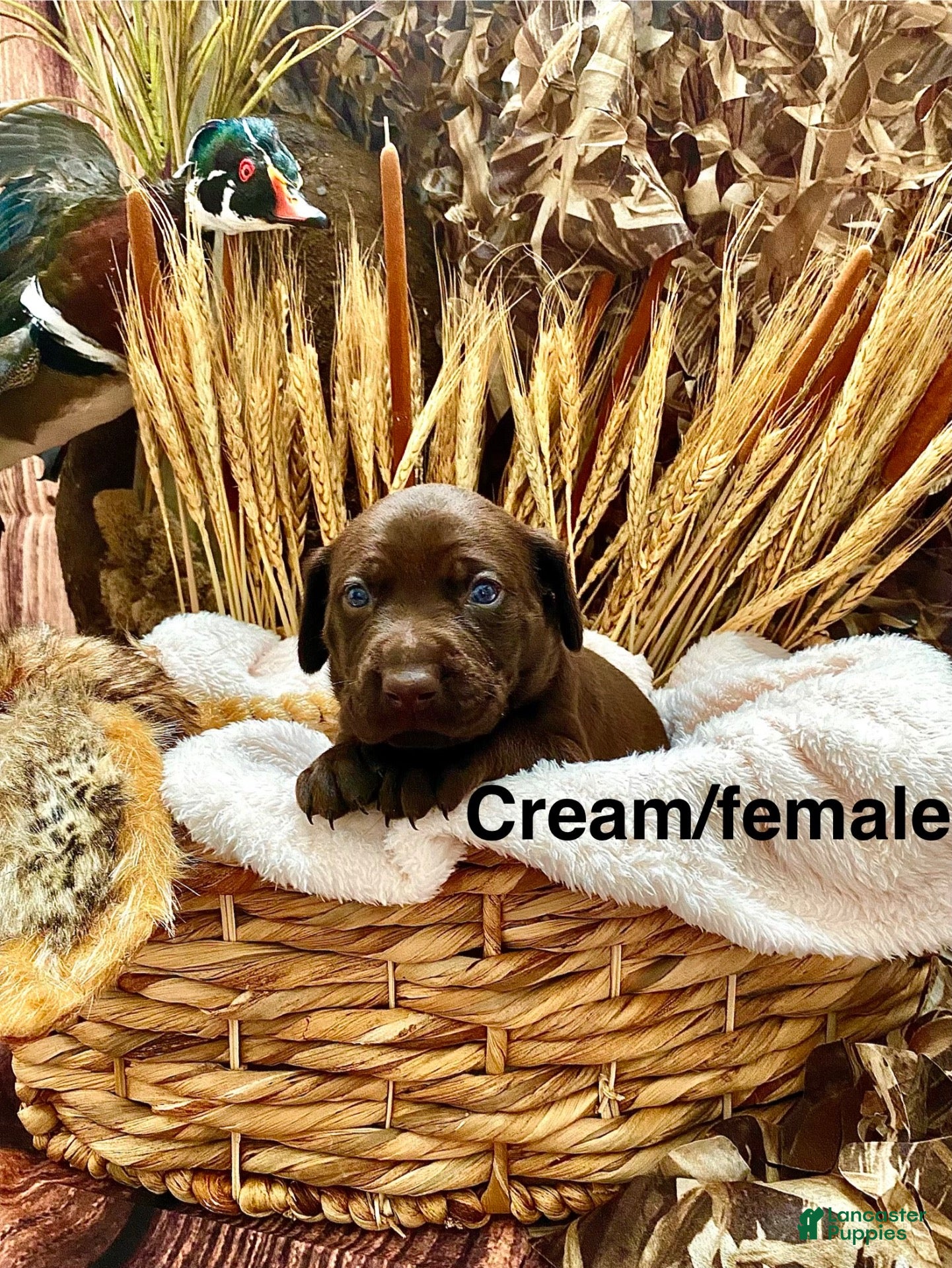 Mixed Breed dogs for sale: Mixed Breed 2 - Ad 4