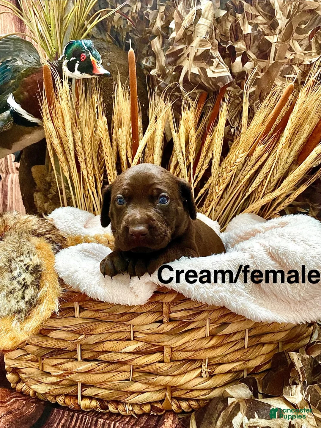 Mixed Breed dogs for sale: Mixed Breed 2 - Ad 1