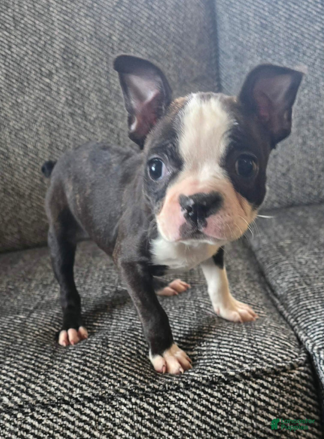 Boston Terrier dogs for sale: Roxy - Ad 2