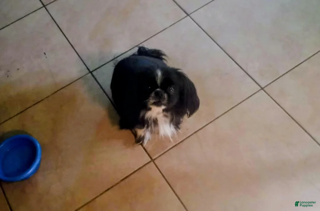 Mixed Breed dogs for sale: Mixed Breed Puppy 2 - Ad 2