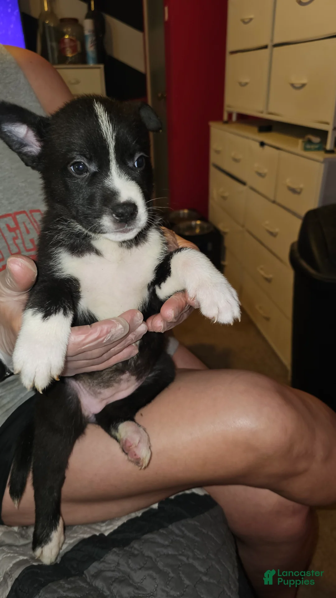 Mixed Breed dogs for sale: Layla - Ad 2