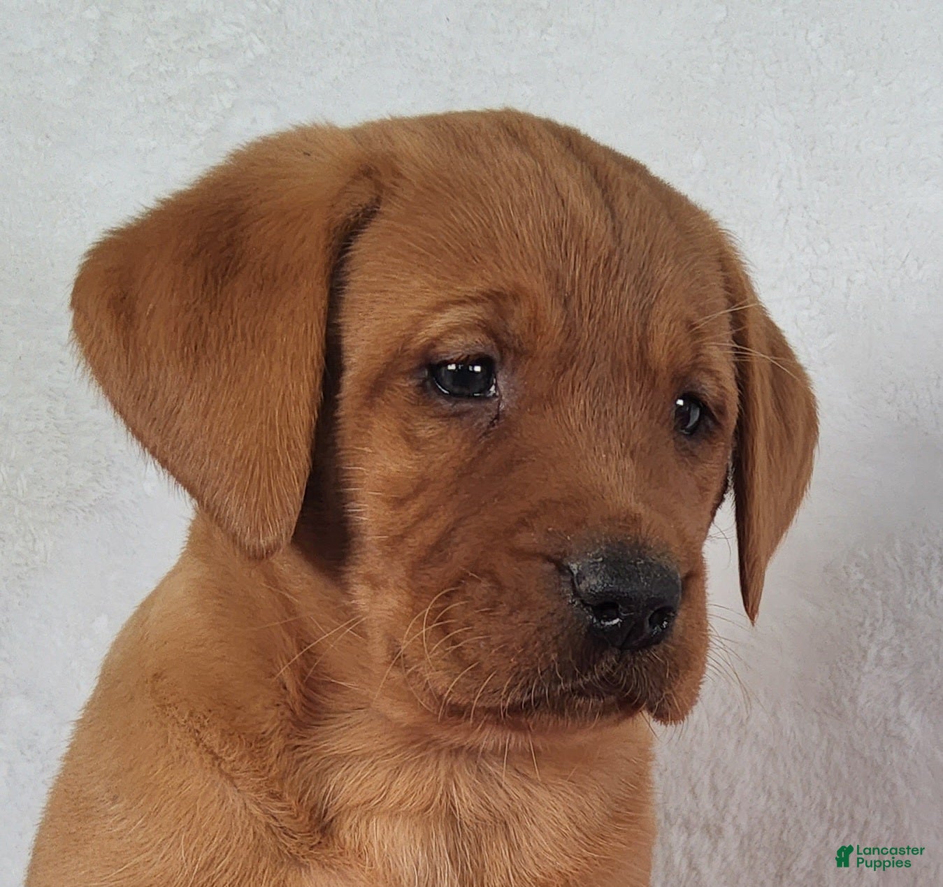Labrador Retriever dogs for sale: Jasper - Ad 1